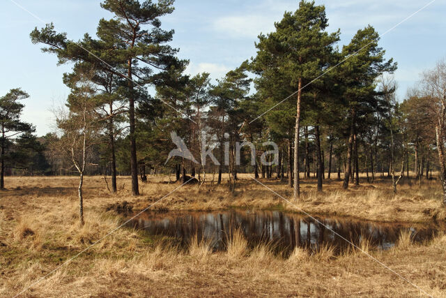 Purple Moor-grass (Molinia caerulea)