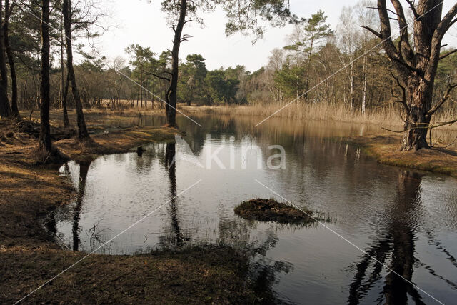 Pijpestrootje (Molinia caerulea)