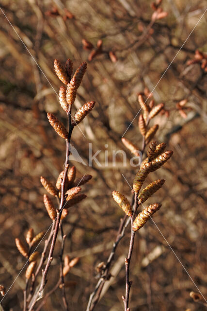 Bog myrtle (Myrica gale)