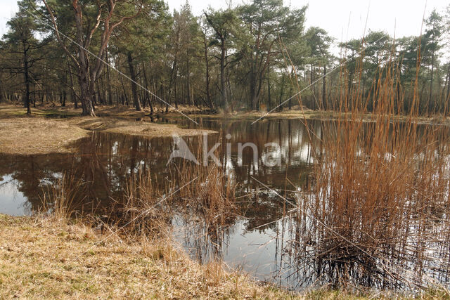 Pijpestrootje (Molinia caerulea)