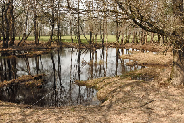 Pijpestrootje (Molinia caerulea)