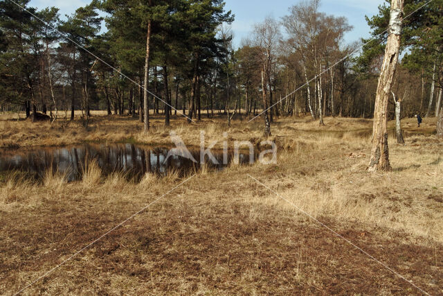 Pijpestrootje (Molinia caerulea)