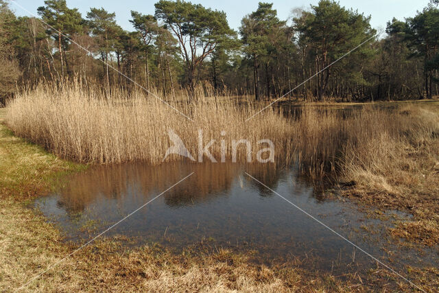 Pijpestrootje (Molinia caerulea)