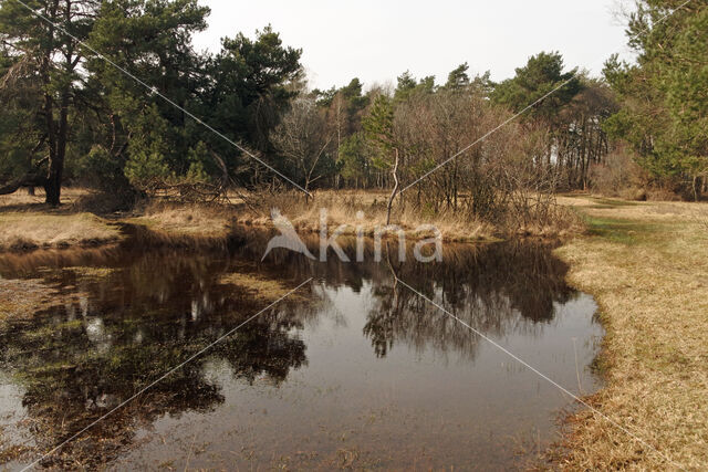 Purple Moor-grass (Molinia caerulea)