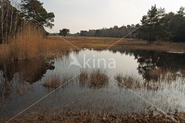 Pijpestrootje (Molinia caerulea)