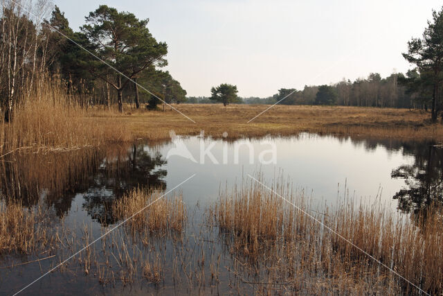 Purple Moor-grass (Molinia caerulea)