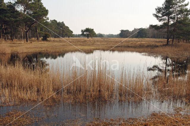 Purple Moor-grass (Molinia caerulea)