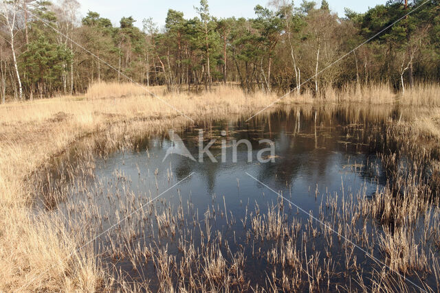 Pijpestrootje (Molinia caerulea)