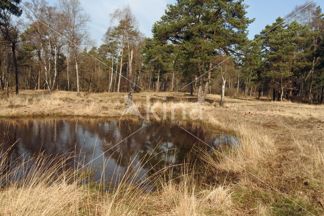 Pijpestrootje (Molinia caerulea)