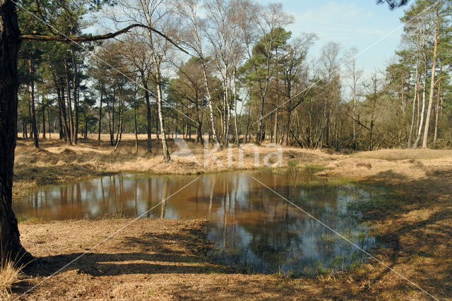 Pijpestrootje (Molinia caerulea)