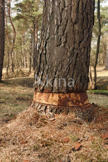 Grove den (Pinus sylvestris)