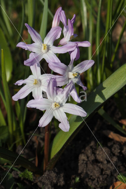 Grote sneeuwroem (Chionodoxa luciliae