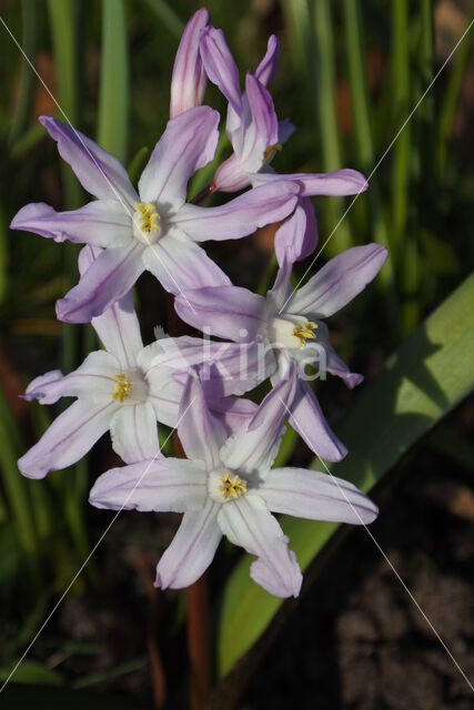 Glory-of-the Snow (Chionodoxa luciliae