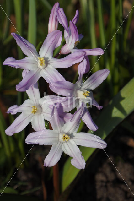 Grote sneeuwroem (Chionodoxa luciliae