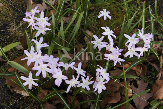 Glory-of-the Snow (Chionodoxa luciliae