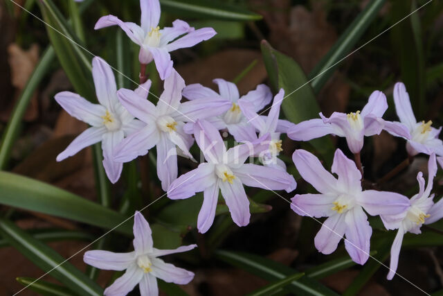 Glory-of-the Snow (Chionodoxa luciliae