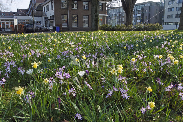 Narcis (Narcissus spec.)