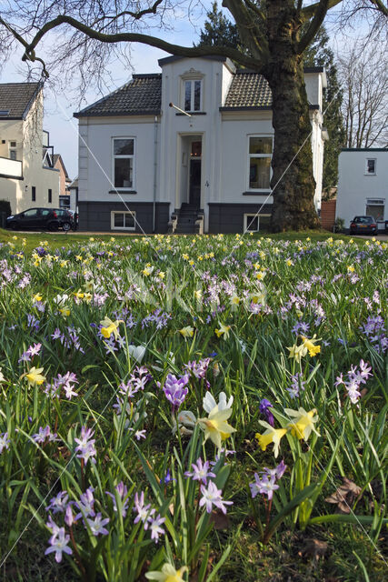 Narcis (Narcissus spec.)