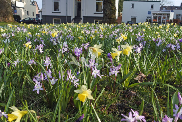 daffodil (Narcissus spec.)