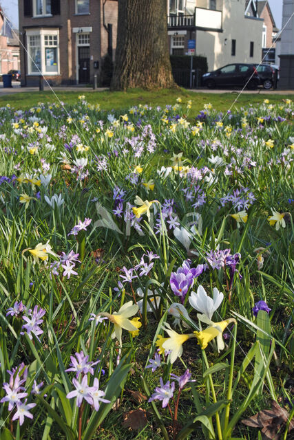 daffodil (Narcissus spec.)