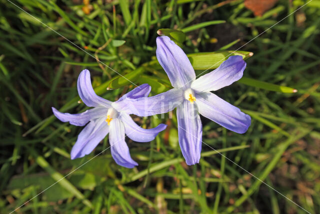 Grote sneeuwroem (Chionodoxa luciliae