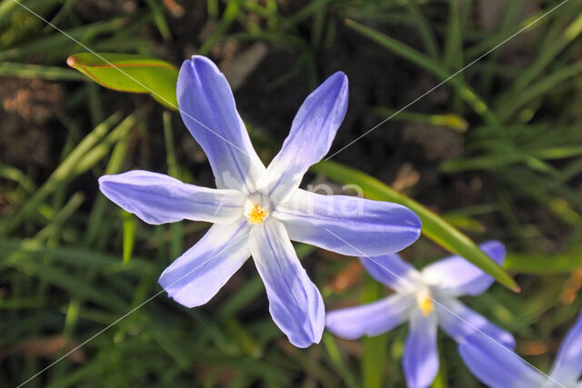 Grote sneeuwroem (Chionodoxa luciliae