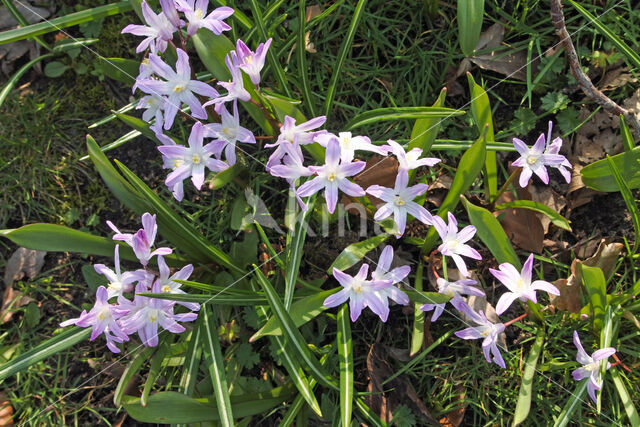 Glory-of-the Snow (Chionodoxa luciliae