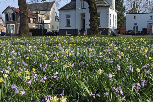 Narcis (Narcissus spec.)