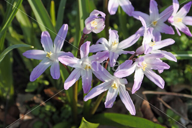 Grote sneeuwroem (Chionodoxa luciliae