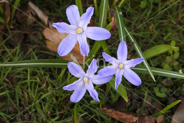 Grote sneeuwroem (Chionodoxa luciliae