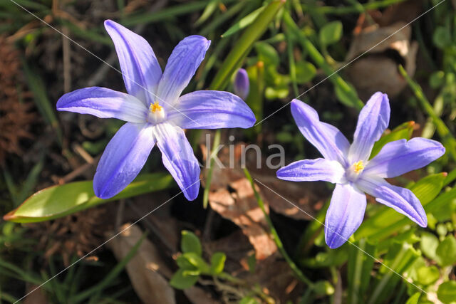 Grote sneeuwroem (Chionodoxa luciliae