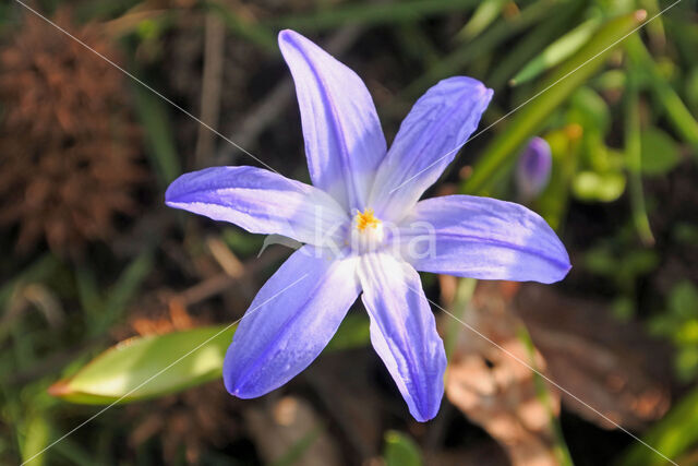 Grote sneeuwroem (Chionodoxa luciliae