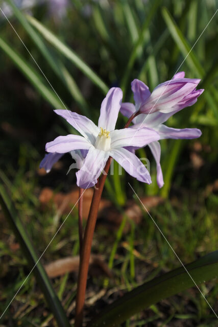 Grote sneeuwroem (Chionodoxa luciliae