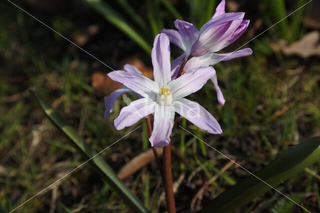 Grote sneeuwroem (Chionodoxa luciliae