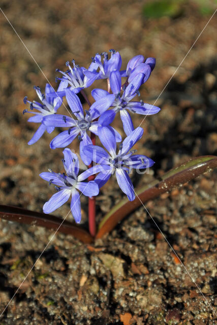 Oosterse sterhyacint (Scilla siberica)