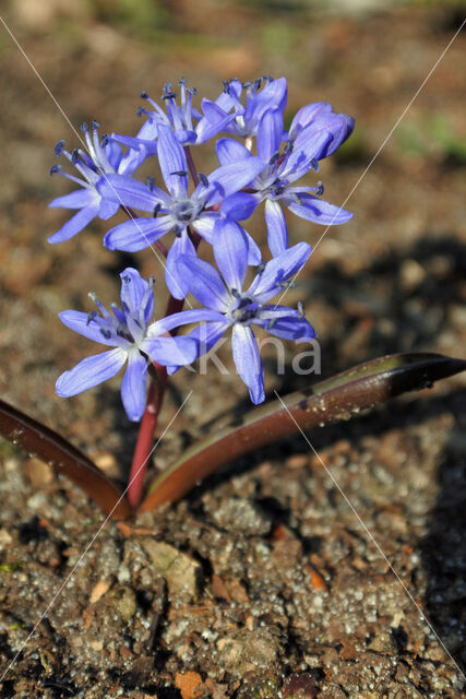 Oosterse sterhyacint (Scilla siberica)