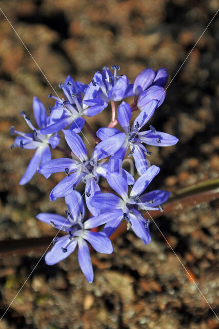 Oosterse sterhyacint (Scilla siberica)