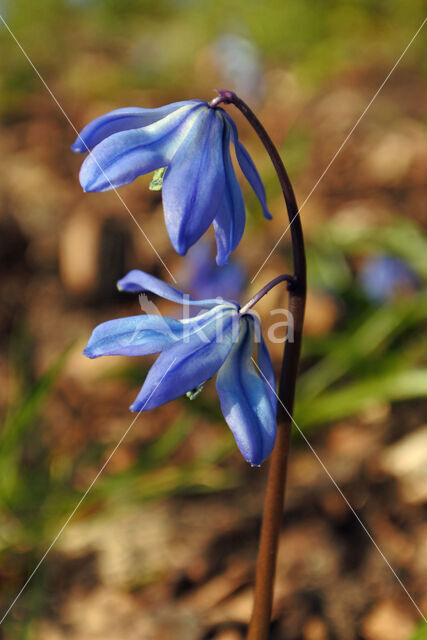 Oosterse sterhyacint (Scilla siberica)