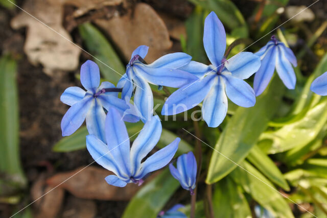 Oosterse sterhyacint (Scilla siberica)