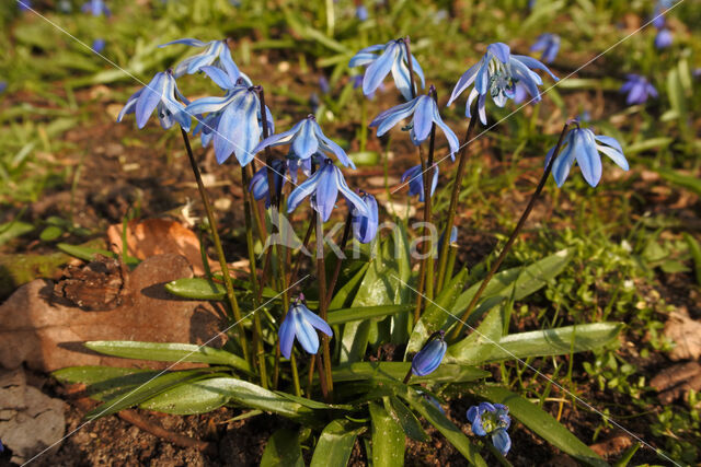 Oosterse sterhyacint (Scilla siberica)