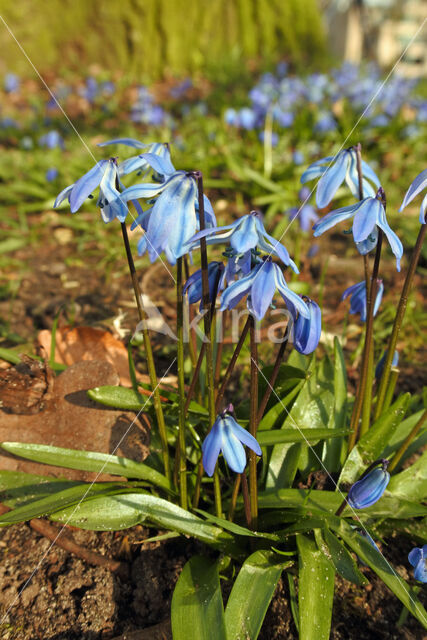 Siberian Saxifrage (Scilla siberica)