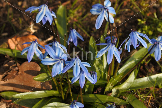 Siberian Saxifrage (Scilla siberica)