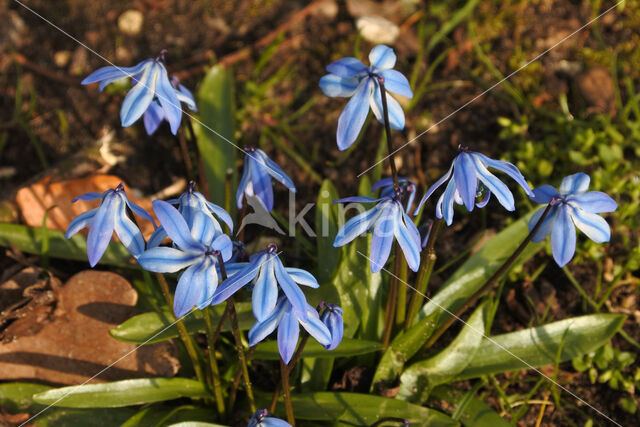 Oosterse sterhyacint (Scilla siberica)