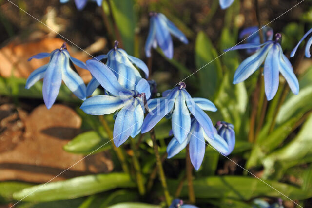 Oosterse sterhyacint (Scilla siberica)