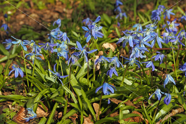 Siberian Saxifrage (Scilla siberica)