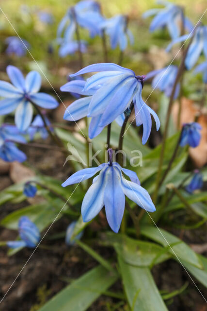 Oosterse sterhyacint (Scilla siberica)