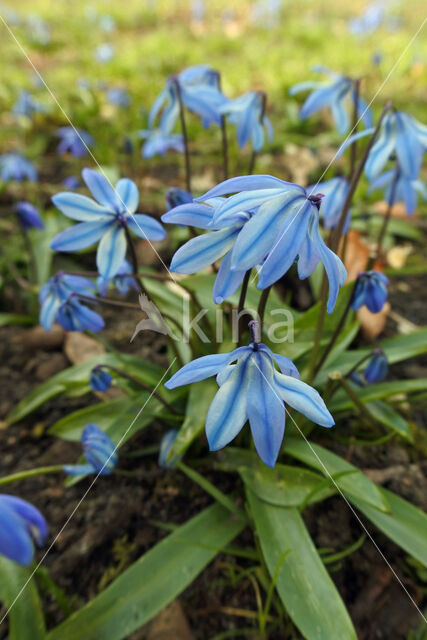 Siberian Saxifrage (Scilla siberica)