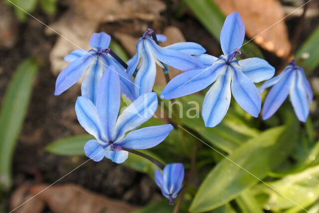 Siberian Saxifrage (Scilla siberica)