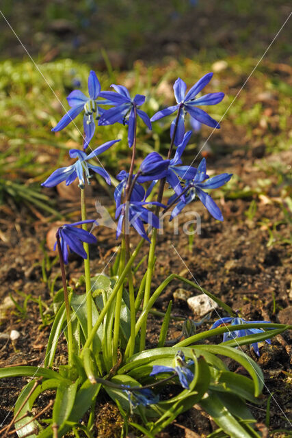 Siberian Saxifrage (Scilla siberica)