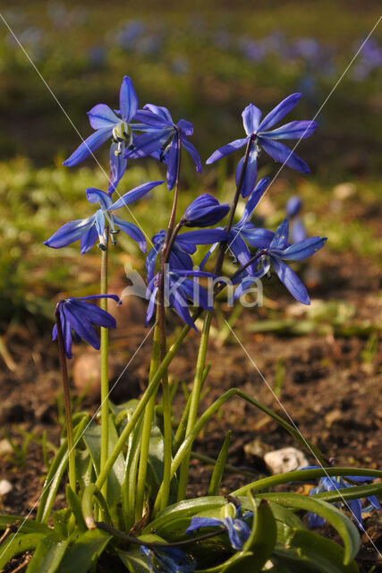 Siberian Saxifrage (Scilla siberica)